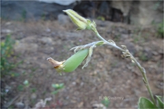 Crotalaria alata